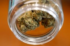 Massachusetts could become the first state to reverse marijuana legalization when it votes in November