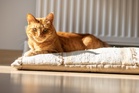 Cat missing for seven years is transported 2,500 miles across the US to reunite with family