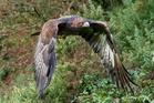 Golden eagle released as part of conservation project found with 17 shotgun pellets
