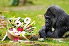 World’s oldest gorilla celebrates her 69th birthday