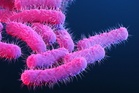What is Shigella? The infection behind soaring US cases of sexually transmitted diarrhea