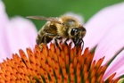 Climate change extends hay fever season for weeks