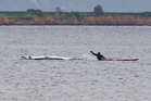 Why hopes are fading for Timmy the whale
