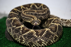 A third Californian has died after being bitten by a snake - as researchers try to work out what is causing a spike in attacks
