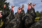 Groundbreaking trial for human bird flu vaccine begins in UK and US