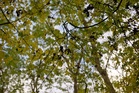 Breakthrough could save popular trees from being destroyed by disease