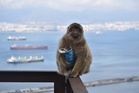 Macaques learn to eat soil to treat junk food digestive issues