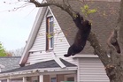 Black bear tranquillized by cops falls from tree to safety in 4-hour standoff