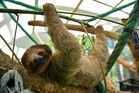 31 sloths die in warehouse en route to Orlando exhibit, officials say