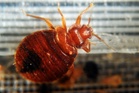 Trump administration office in charge of tracking pests keeps getting infested with bed bugs