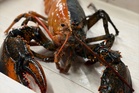 How an eye-catching lobster went from dinner to a star attraction