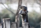 Hail storm kills emu at Missouri zoo, cancels flights and damages hundreds of vehicles