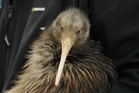 Inside the citizen-led effort to return NZ’s beloved native bird to the capital