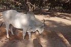 Meet the rescued bull named in honour of Sir David Attenborough ahead of his 100th birthday