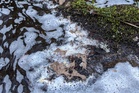 Guinness maker apologises for toxic spill in UK river that could take ‘years’ to recover from