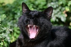 Study reveals surprising benefits of yawning – and what happens if we try to resist