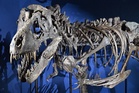 First series of adult T-rex footprints reveals its walking speed