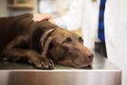 Major US dog food brand issues recall over possible salmonella contamination