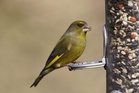How bird feeders may be behind a sharp decline in beloved UK creatures — and how you can help curb the trend