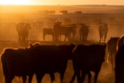 Trump plans to import more beef from overseas to bring down record-high prices, report says