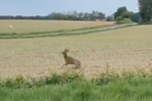 French police warn motorists to be on lookout for ‘drunk’ deer
