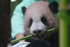 Indonesia’s first giant panda cub Rio set for historic public debut