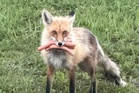 Outfoxed: Canadian police spot four-legged culprit that made off with mouthful of hot dogs