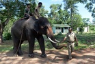 Tourist killed by rampaging elephants at Indian wildlife camp