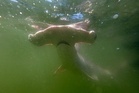 What killed this 14-foot endangered hammerhead? Experts are searching for answers