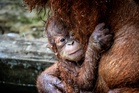 More than 1,600 live primates listed for sale online for $250 to $6,500