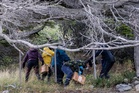 Investigators trap rodents in search for source of deadly hantavirus outbreak