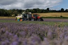 British farmers warn of ‘worst harvest in years’ after punishing heatwaves