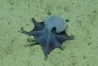Octopus discovered off Galapagos Islands confirmed as new species
