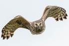 Rare birds of prey being shot, trapped and poisoned in crimes ‘linked’ to gamebird estate shoots