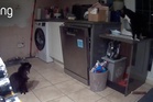 Sneaky neighbourhood cats carried out six-month kitchen heist before family realised