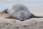 Lawyer says tourist accused of hurling rock at Hawaiian monk seal has been doxed and threatened