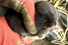 Rare burrowing city water voles relocated ahead of drainage works