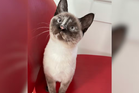 Pet owner awarded $800K after cat died from eating food contaminated with bird flu