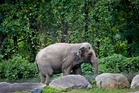 Happy the elephant’s final goodbye leaves Bronx Zoo staff in tears