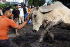Man killed by buffalo during Eid al-Adha sacrificial ritual in Malaysia