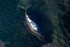 Dead humpback whale brought to shore in Denmark with autopsy set next week