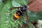 Heatwave could fuel invasion of Asian hornets in the UK