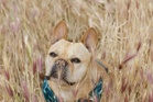 Experts share the best ways to lower your dog’s cancer risk