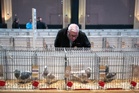 Study provides new evidence in homing pigeon navigation mystery