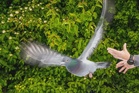 Pigeons literally rely on gut feeling for their homing ability, study finds
