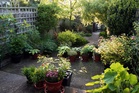 How to make the most of north-facing gardens in summer