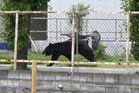 A bear injures 4 people in a residential area of Japan as the annual number of attacks rises