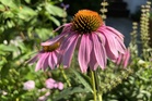 The best flowers for hot and dry summers that will thrive in your garden