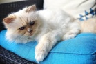 Karl Lagerfeld’s cat locked in an inheritance battle after being left with nothing