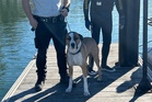 Dog survived being swept out to sea by swimming 800m to remote island